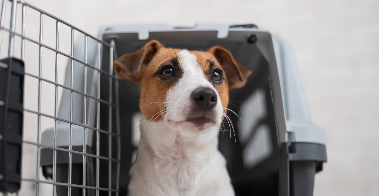 Dogs Travelling on Planes