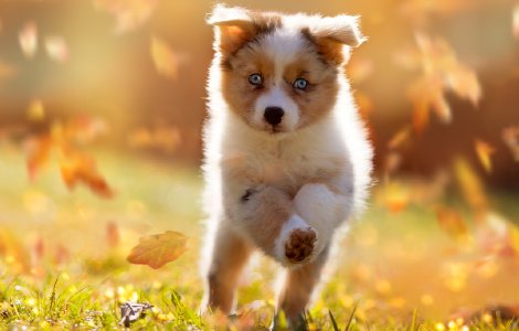 Puppy 3-6 Months - Physical Milestones