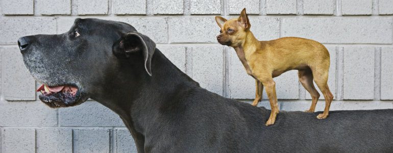 How to Choose a Puppy Breed?