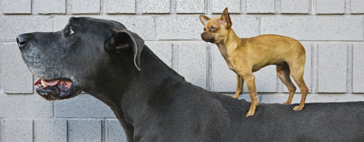 How to Choose a Puppy Breed?