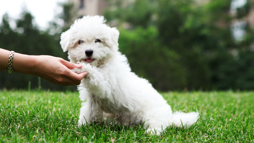 Tricks to Teach your Puppy