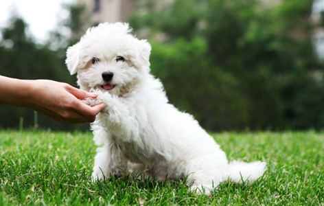 Tricks to Teach your Puppy