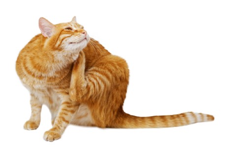 How to get rid of Fleas on Cats