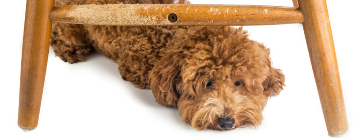 How to Stop your Puppy from Chewing