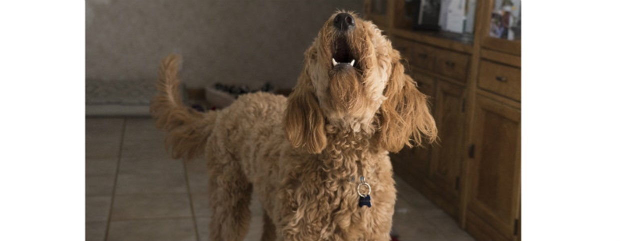 Dogs Behaving Badly - How To Manage A Training Relapse