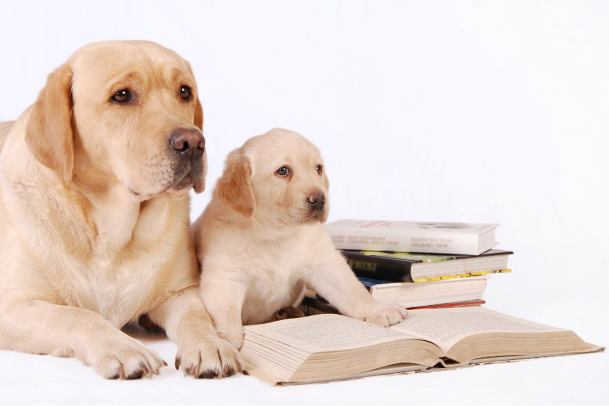 4 Ways to Stimulate Your Puppy's Brain
