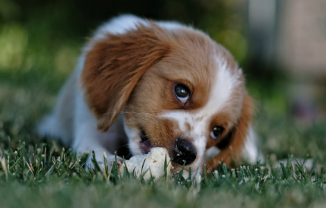 Introducing Your New Puppy to Routine