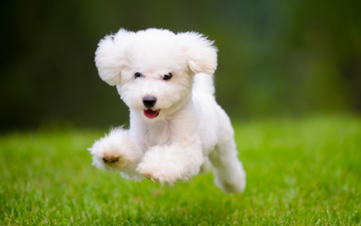 5 tell-tale Signs your Pup is in Tip-Top Shape