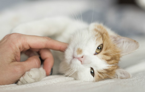 How To Make a New Kitten Love You