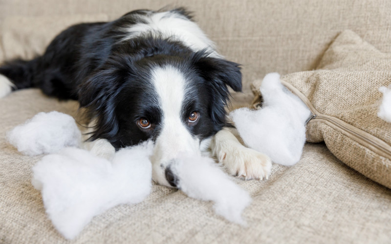 are border collies prone to separation anxiety