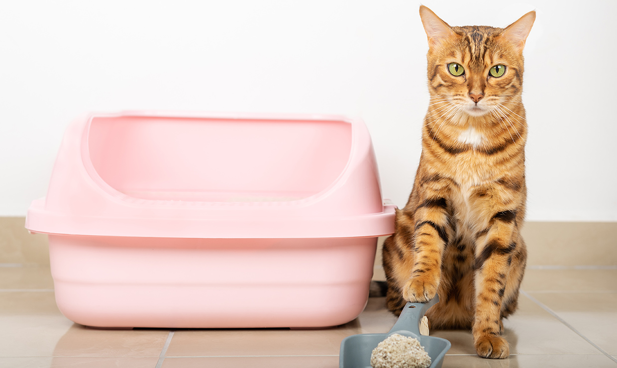 Can puppies use top cat litter