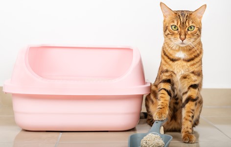 How to Transition your Cat to a New Litter