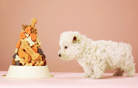 How many treats should I give my dog?