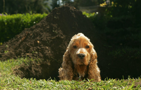 Managing Dog Behavioural Issues