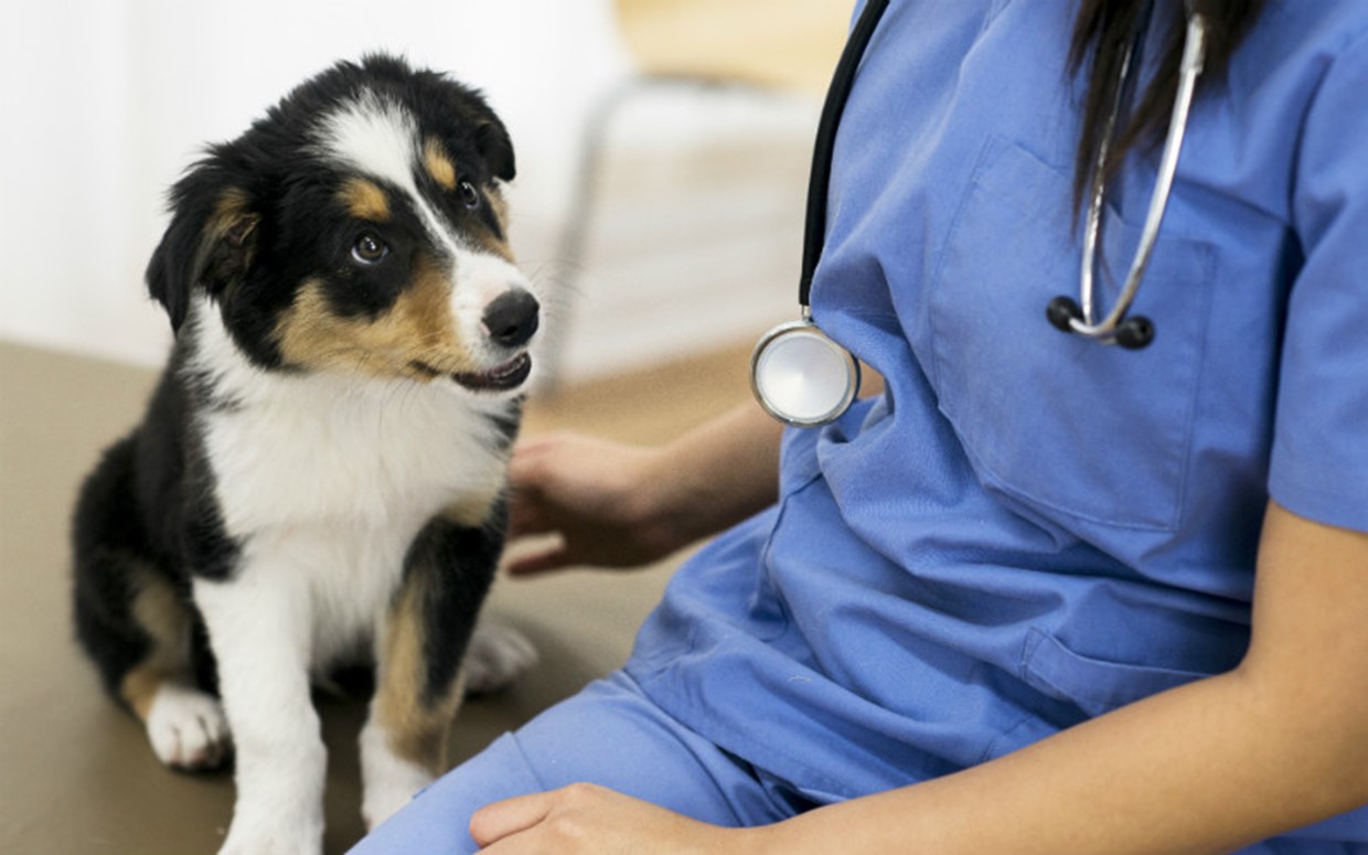 Vetiquette: 10 dos and don’ts of Vet Visits