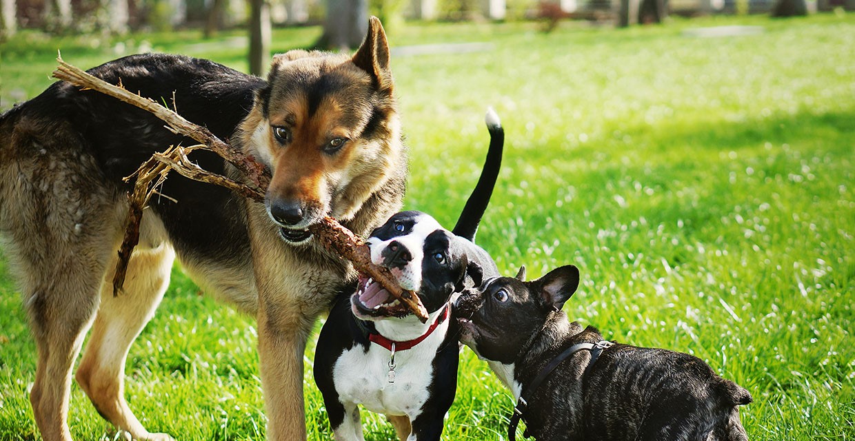 Tips for Socialising your Puppy