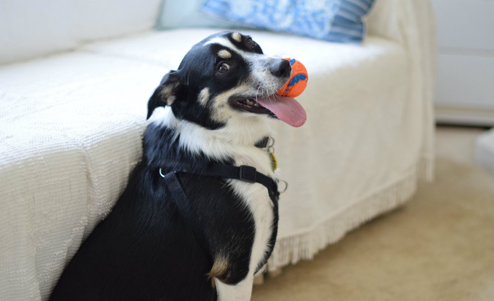 Tips for happy pets while working from home