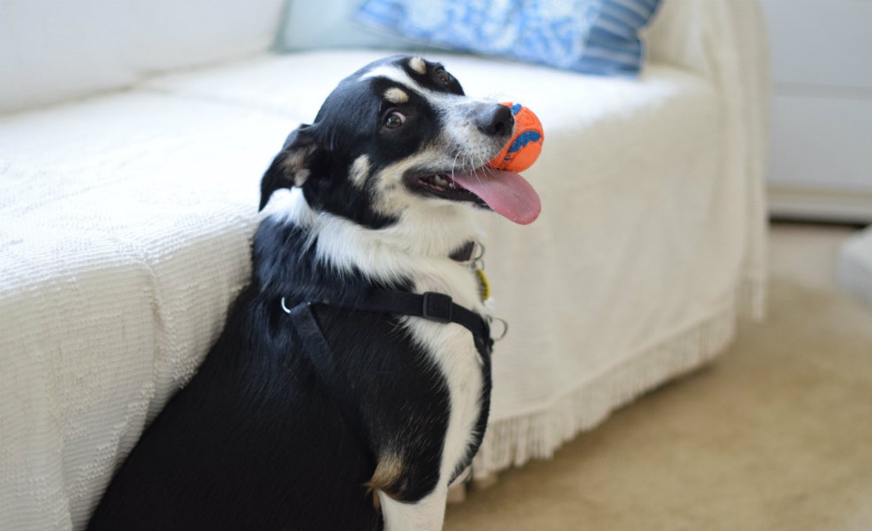 Tips for happy pets while working from home