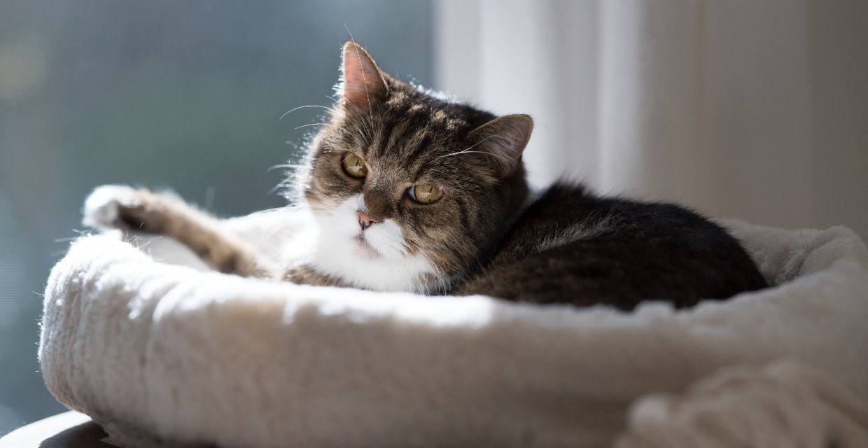 Choosing a Cat Bed