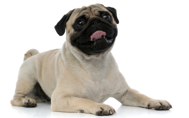 How My Dog Senses My Mood and Often Mirrors It