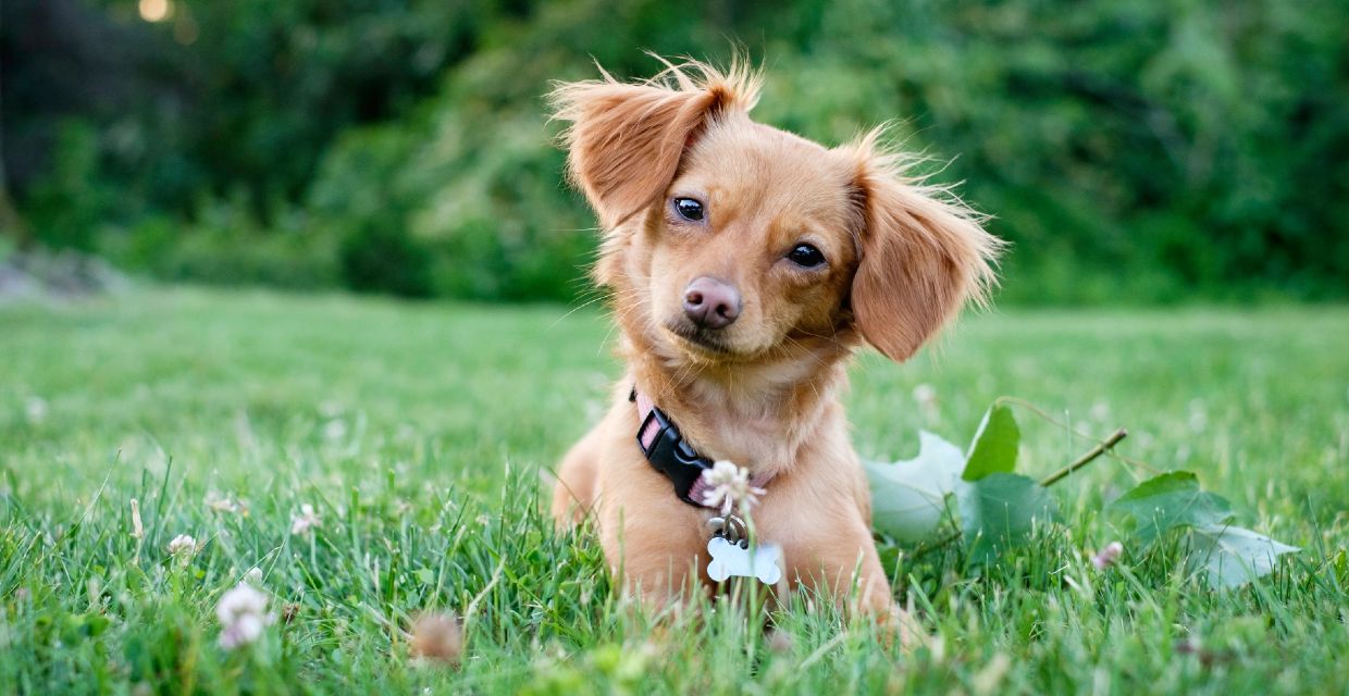 Registering sales a dog