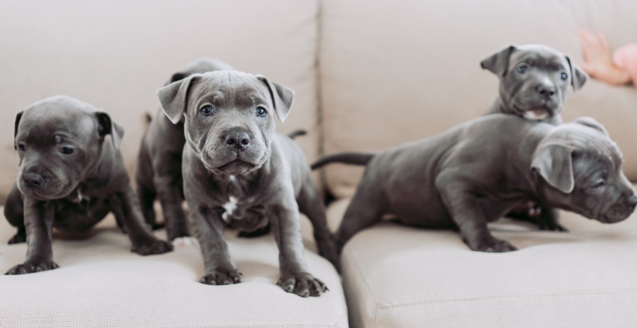 How Many Litters Can A Dog Have In Its Life