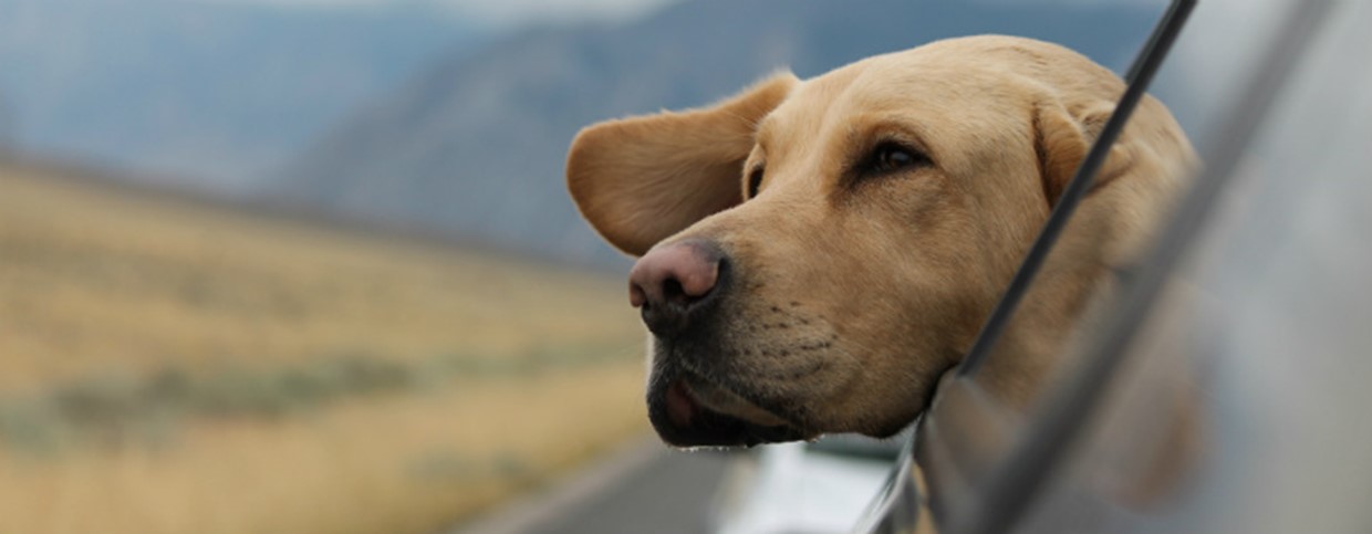 Tips For Travelling With A Dog