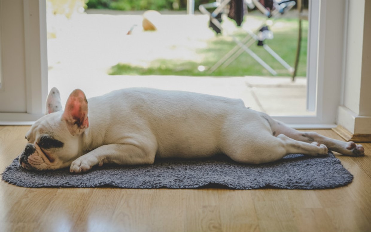 Inside or Outside Dog?