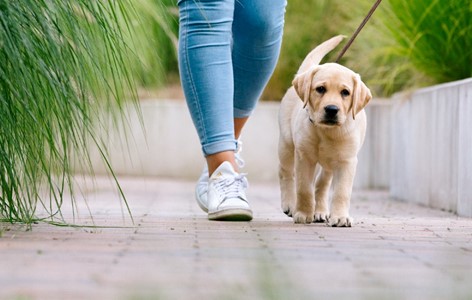 Choosing the Right Puppy School or Trainer