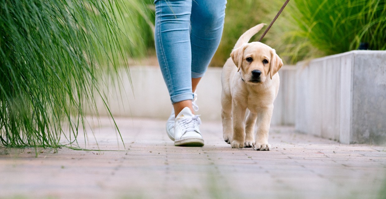 Choosing the Right Puppy School or Trainer: A Comprehensive Guide