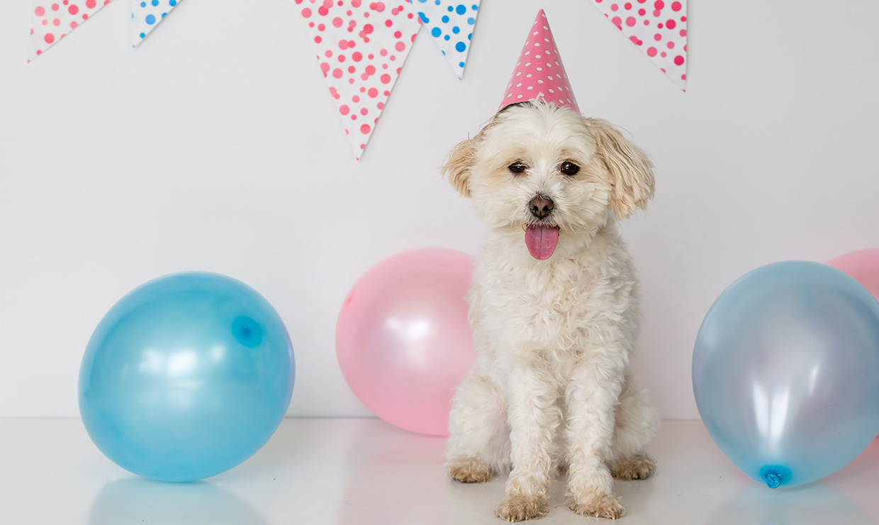 How to Ace a Dog Party