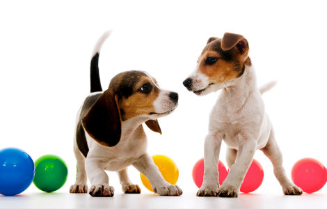 Puppy 2-3 Months - Behavioural Milestones