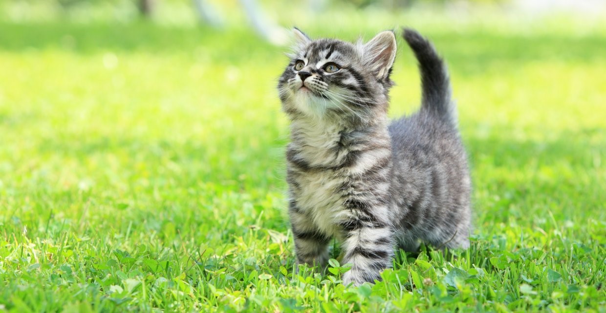 Microchipping your Kitten or Cat - VitaPet