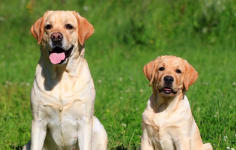 Puppy Adult Weights