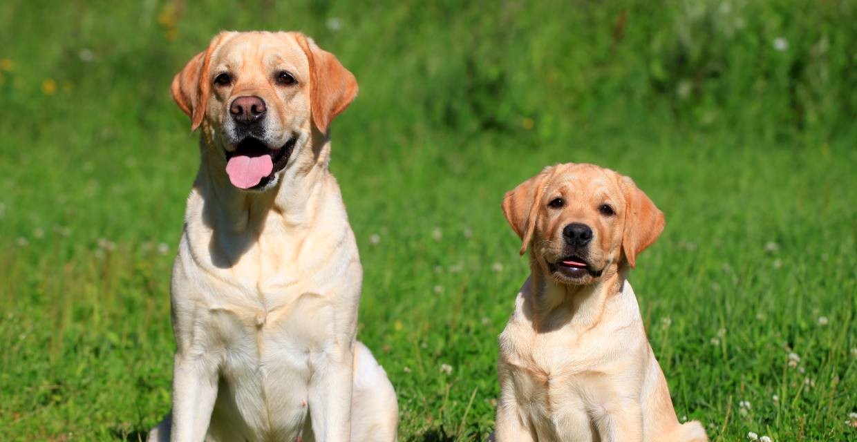 Puppy Adult Weights