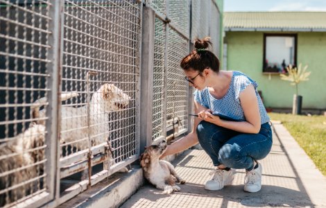 Fostering a Dog - Is It for You?