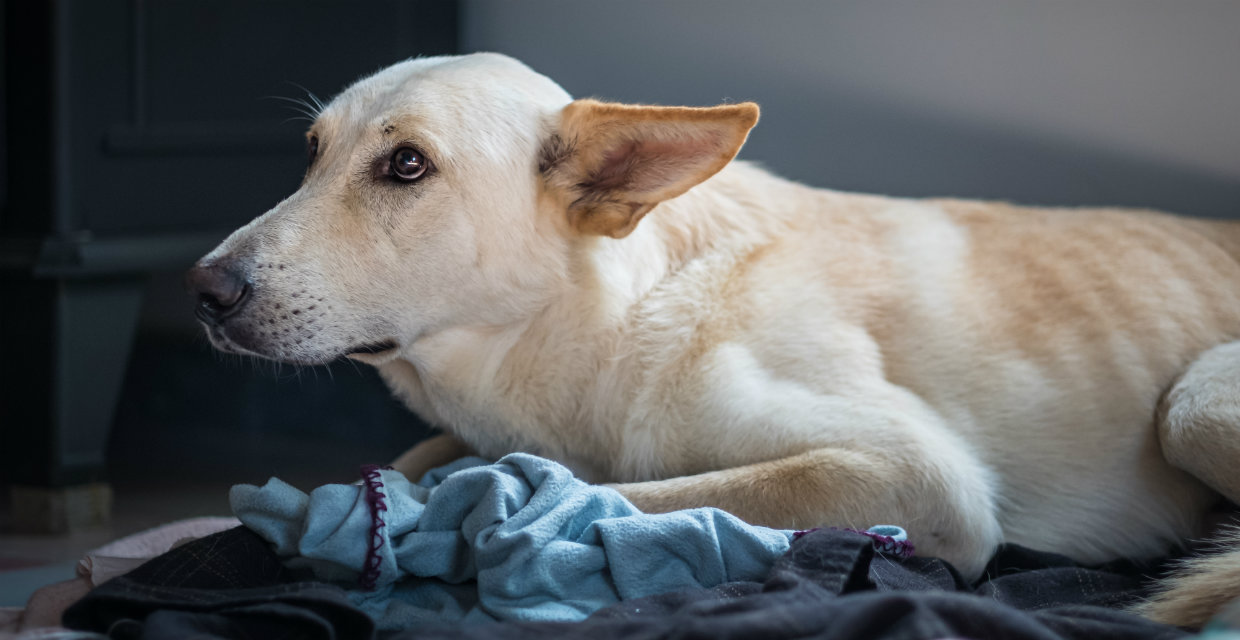 Why Do Dogs Bite So Much