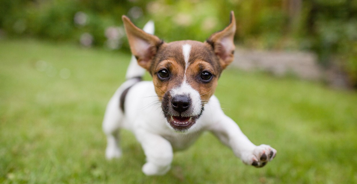 Why does my puppy wee when they get excited?