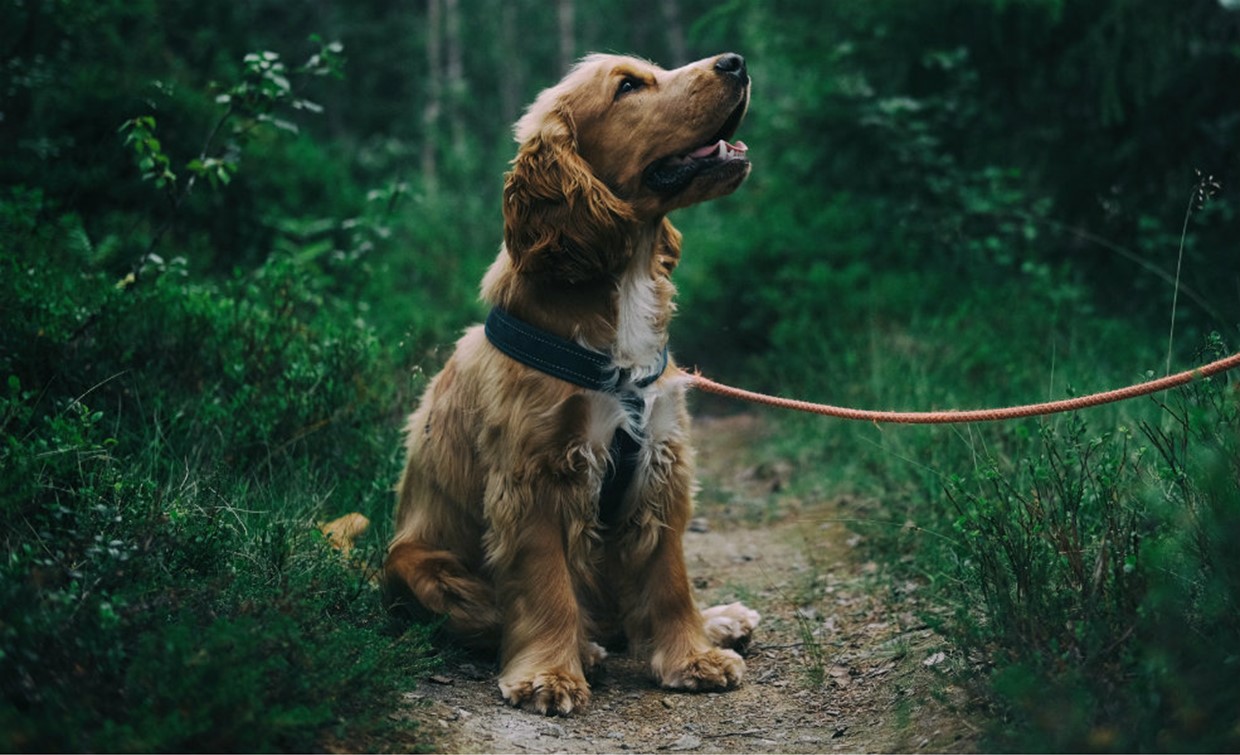The real-life benefits of training your dog