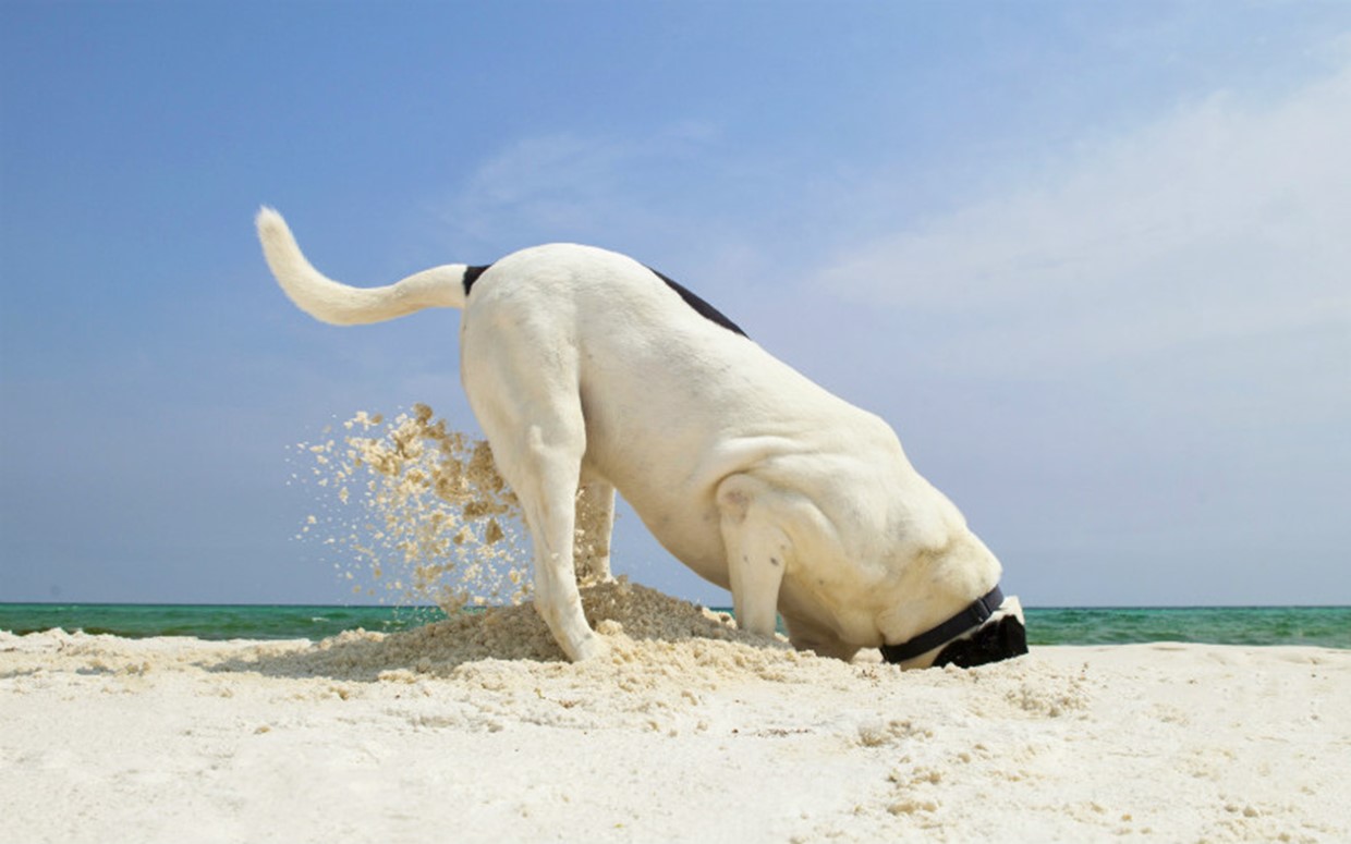 Top 5 Things to Do with your Dog over a Weekend